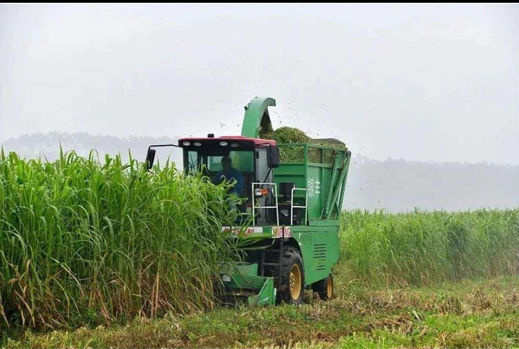 廣西老板青飼料收獲機(jī)巨菌草收割中